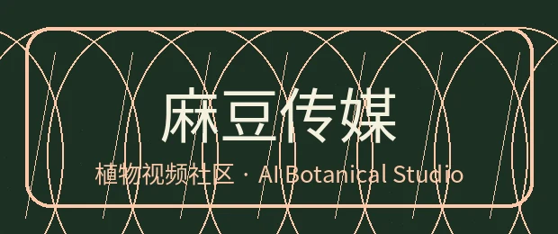 麻豆传媒